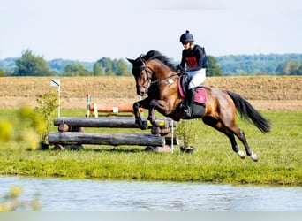 Media sangre polaco, Caballo castrado, 4 años, 173 cm, Castaño oscuro