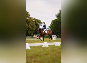 Media sangre polaco, Caballo castrado, 4 años, 173 cm, Castaño oscuro