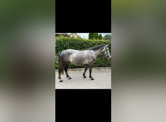 Media sangre polaco, Caballo castrado, 5 años, 155 cm, Tordo