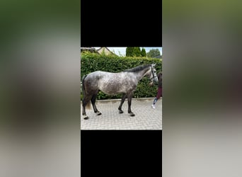 Media sangre polaco, Caballo castrado, 5 años, 155 cm, Tordo