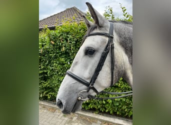 Media sangre polaco, Caballo castrado, 5 años, 155 cm, Tordo