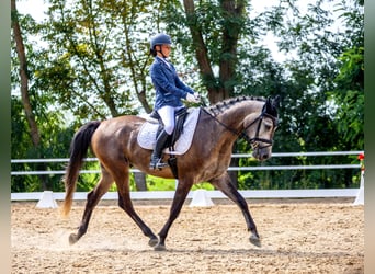 Media sangre polaco, Caballo castrado, 5 años, 163 cm, Tordo