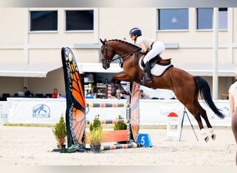 Media sangre polaco, Caballo castrado, 5 años, 164 cm, Castaño