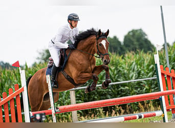 Media sangre polaco, Caballo castrado, 5 años, 176 cm, Castaño