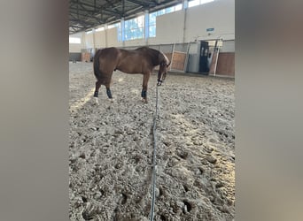 Media sangre polaco, Caballo castrado, 6 años, 168 cm, Alazán