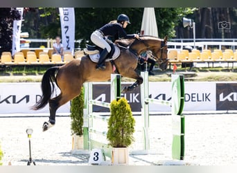 Media sangre polaco, Caballo castrado, 6 años, 170 cm, Castaño