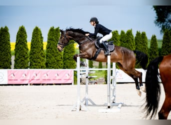 Media sangre polaco, Caballo castrado, 6 años, 179 cm, Castaño rojizo