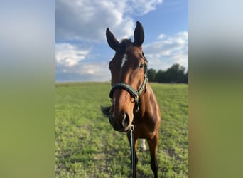 Media sangre polaco, Caballo castrado, 6 años, Castaño