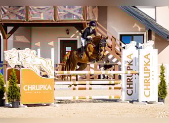 Media sangre polaco, Caballo castrado, 7 años, 155 cm, Alazán