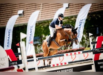 Media sangre polaco, Caballo castrado, 7 años, 168 cm, Castaño