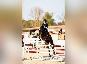 Media sangre polaco, Caballo castrado, 7 años, 168 cm, Castaño