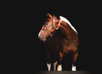 Media sangre polaco, Caballo castrado, 7 años, 168 cm, Pío