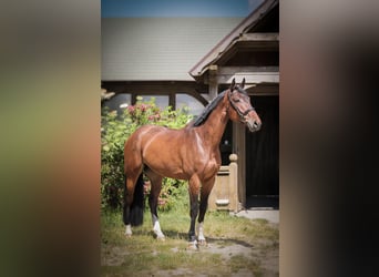 Media sangre polaco, Caballo castrado, 7 años, 169 cm, Castaño