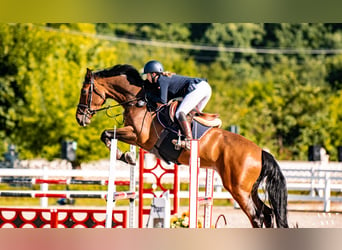 Media sangre polaco, Caballo castrado, 7 años, 170 cm, Castaño