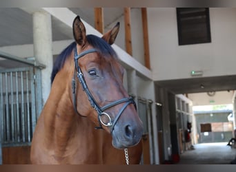 Media sangre polaco, Caballo castrado, 7 años, Castaño rojizo