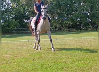 Media sangre polaco, Caballo castrado, 8 años, 160 cm, Tordo