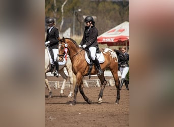 Media sangre polaco, Caballo castrado, 8 años, 165 cm