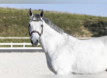 Media sangre polaco, Caballo castrado, 8 años, 166 cm, Tordo