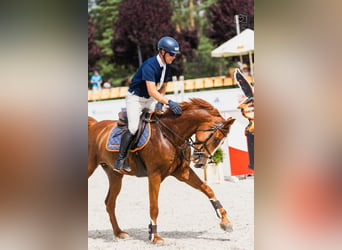 Media sangre polaco, Caballo castrado, 8 años, 169 cm, Alazán