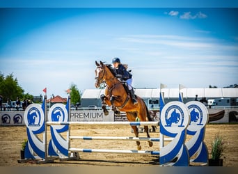 Media sangre polaco, Caballo castrado, 8 años, 173 cm, Castaño