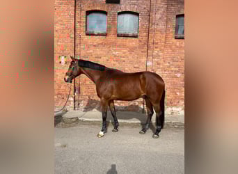 Media sangre polaco, Caballo castrado, 8 años, 175 cm, Castaño