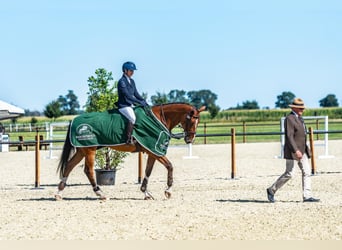 Media sangre polaco, Caballo castrado, 8 años, 175 cm, Castaño