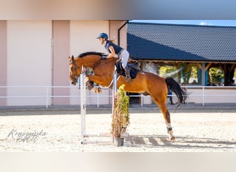 Media sangre polaco, Caballo castrado, 8 años, 175 cm, Castaño