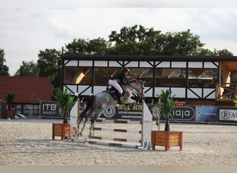 Media sangre polaco, Caballo castrado, 9 años, 160 cm, Tordo