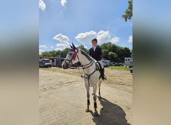 Media sangre polaco, Caballo castrado, 9 años, 165 cm, Tordo