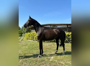 Media sangre polaco, Caballo castrado, 9 años, 170 cm, Negro