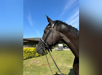 Media sangre polaco, Caballo castrado, 9 años, 170 cm, Negro