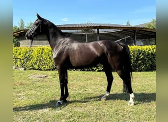 Media sangre polaco, Caballo castrado, 9 años, 170 cm, Negro