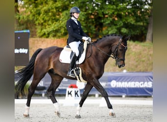 Media sangre polaco, Caballo castrado, 9 años, 175 cm, Morcillo