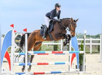 Media sangre polaco, Caballo castrado, 9 años, 176 cm, Castaño rojizo