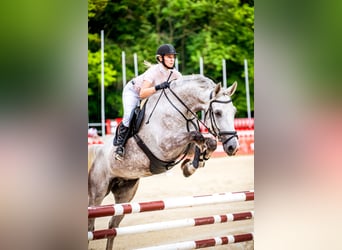 Media sangre polaco, Caballo castrado, 9 años, 180 cm, Tordo rodado