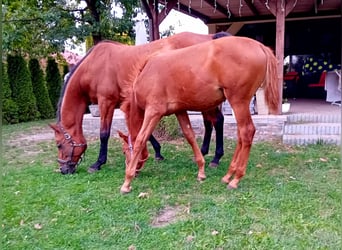 Media sangre polaco, Semental, 1 año, 170 cm, Alazán