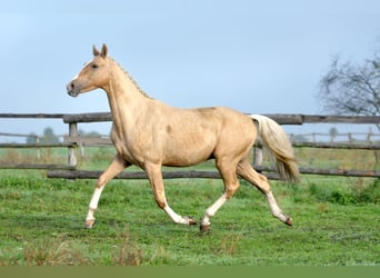 Media sangre polaco, Semental, 2 años, 165 cm, Palomino