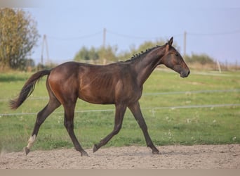 Media sangre polaco, Semental, 2 años, 178 cm, Castaño