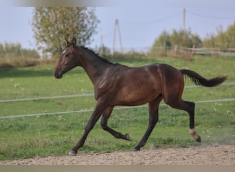 Media sangre polaco, Semental, 2 años, 178 cm, Castaño