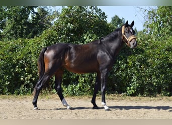 Media sangre polaco, Semental, 3 años, 160 cm, Castaño oscuro