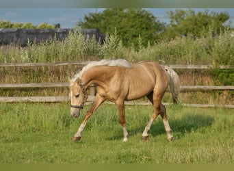 Media sangre polaco, Semental, 3 años, 160 cm, Palomino