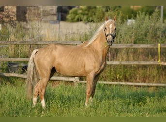 Media sangre polaco, Semental, 3 años, 160 cm, Palomino