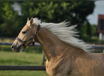 Media sangre polaco, Semental, 3 años, 160 cm, Palomino