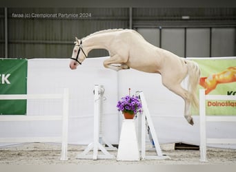 Media sangre polaco, Semental, 3 años, 160 cm, Palomino