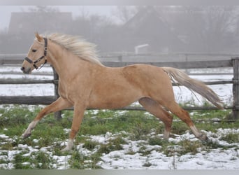 Media sangre polaco, Semental, 4 años, 161 cm, Palomino
