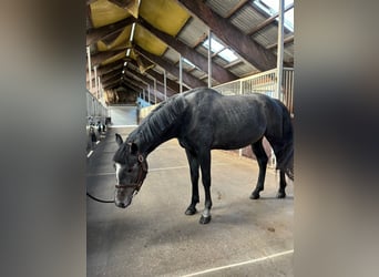 Media sangre polaco, Semental, 4 años, 165 cm, Castaño oscuro