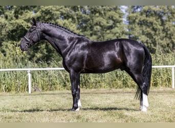 Media sangre polaco, Semental, 8 años, 167 cm, Negro