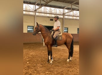 Media sangre polaco, Semental, 9 años, 171 cm, Castaño