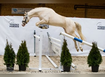 Media sangre polaco, Semental, 9 años, 168 cm, Cremello