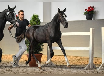 Media sangre polaco, Semental, Potro (03/2024), 168 cm, Negro